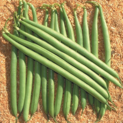 Fasola Paulista 100 tyś. nasion st